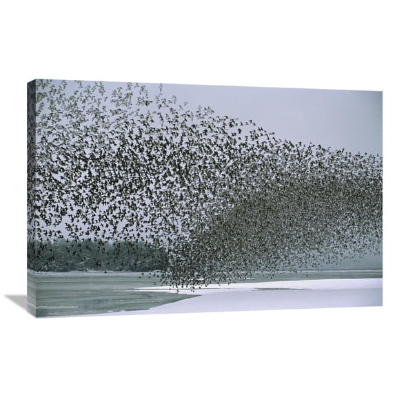 Global Gallery Michael Quinton 'Western Sandpiper flock migrating, spring, Copper River Delta Alaska' Canvas Wall Art