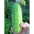 thumbnail image 5 of 150 Graines de Concombre BOSTON à Marinades Héritage Cucumis Sativus Fruit Légume, 5 of 5
