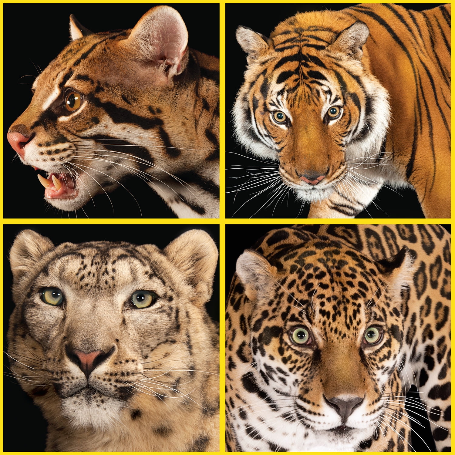 Buffalo Games 300-Piece National Geographic - Photo Ark - Wild Cat Close-up Interlocking Jigsaw Puzzle