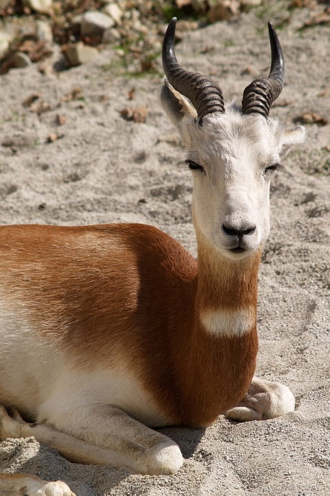 File:Mountain gazelle.jpg - Wikipedia