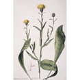 thumbnail image 2 of Centaurea Glastifolia Yellow Star Thistle Poster Print By Mary Evans Natural History Museum, 2 of 4