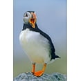 thumbnail image 2 of Fitzharris, Tim 23x32 Black Ornate Wood Framed with Double Matting Museum Art Print Titled - Atlantic Puffin I, 2 of 4