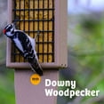 thumbnail image 5 of Birds Choice 22.5" Pileated 2-Cake Tail Prop Suet Feeder, Taupe/Green, 5 of 12