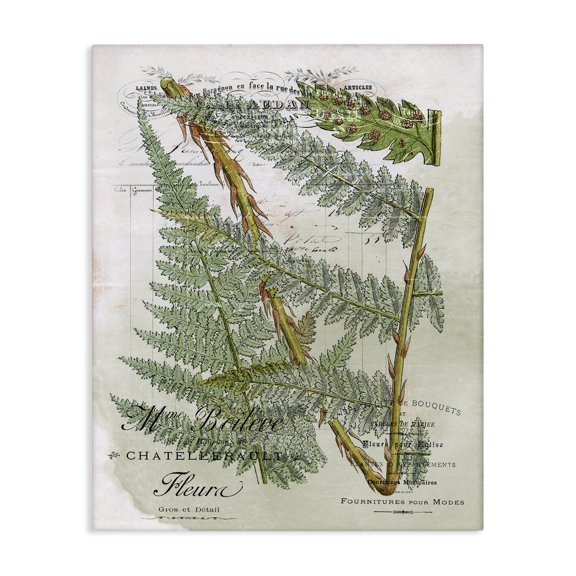 Stupell Industries Traditional Vintage Vegetation Various Ferns Canvas Art, 24 x 30, by Lil' Rue