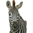 thumbnail image 1 of Boer Zebra Cutout I Wall Decal Cutout, 1 of 2