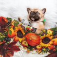 thumbnail image 3 of Naloa Thanksgiving With Autumn Dog Blanket, 3 Sizes Cat Blanket for Indoor Cats Large Medium Small Dog Gifts-Medium, 3 of 8