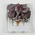 thumbnail image 2 of Nearly Natural Wax Begonia Bush (Set of 6) in Purple, 2 of 5