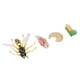 thumbnail image 5 of Figuras Del Ciclo De Crecimiento De La Abeja Avispa, Modelo Del Ciclo De Crecimiento De La Abeja Avispa, Detalles Finos, Colorido, Educativo Temprano, Divertido Para Niños,, 5 of 7