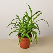 Spider Plant Hawaiian - 4" Pot