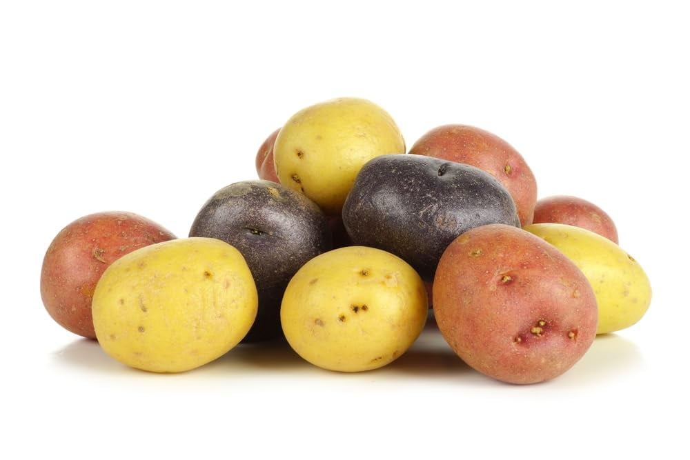 Mixed Mini Seed Potatos for Planting - Easy to Grow - Red, White and Purple (3 Pounds)