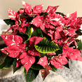thumbnail image 2 of Red White Poinsettia Flower, Red Poinsettia for Christmas Tree, 4 Inch for Indoor Outdoor Garden, 2 of 5