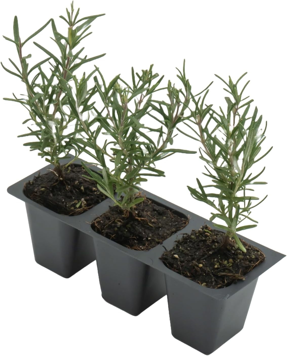 Tuscan Blue Rosemary Live Plants in 2.5” Nursery Pots – Aromatherapy Herb for Cooking