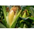 thumbnail image 3 of 50 Seeds HONEY SELECT CORN Sweet Yellow S.E. Sh2 Zea Mays Vegetable Seeds, 3 of 7