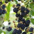 thumbnail image 5 of Set 2 Triple Crown Thornless BlackBerry Plant Live 4-8 Inch Tall, 5 of 6