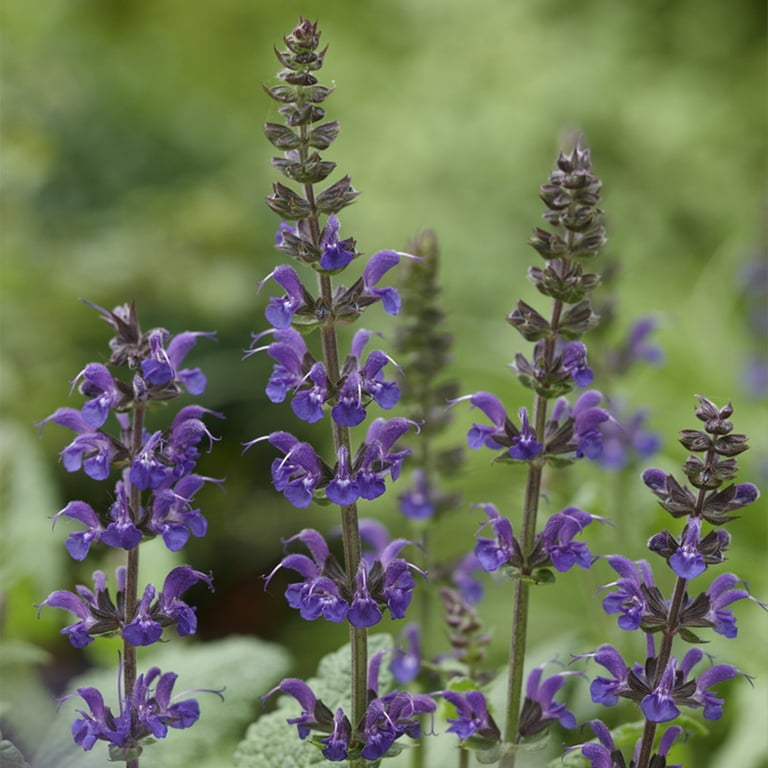 Lowe's Multicolor Salvia Plant in 1-Gallon Pot NURSERY at