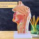 thumbnail image 5 of Modelo de anatomía de la garganta de la cavidad nasal Faringe anatómica humana, 5 of 6