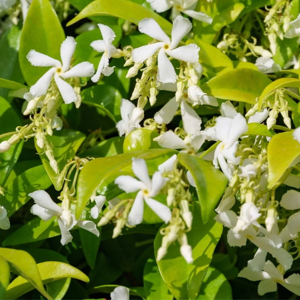 Green Confederate Star Jasmine Live Plant 4 to 8 Inch Tall, Jasmine Climbing Plant for Outdoor Gardening
