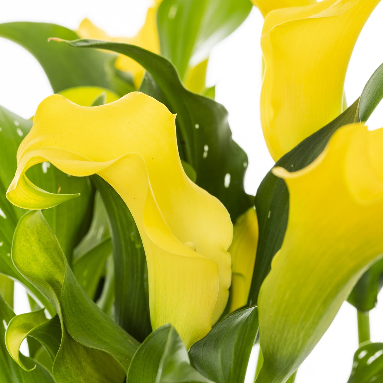 Better Homes & Gardens 2.5QT Yellow Calla Lily Live Perennial Plant Sun
