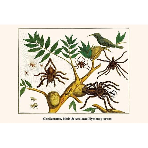 Chelicerates, birds & Aculeate Hymenopterans-Fine Art Canvas Print (20" x 30")