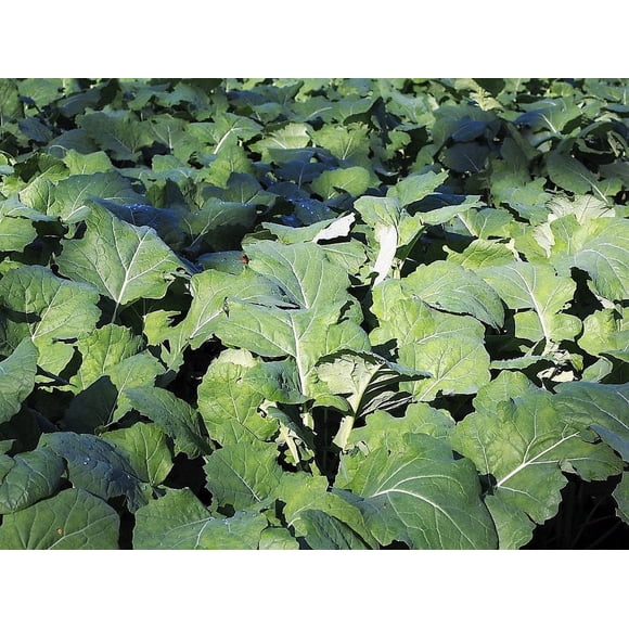 1000 Graines de Légumes de Colza Nain ESSEX KALE Brassica Napus