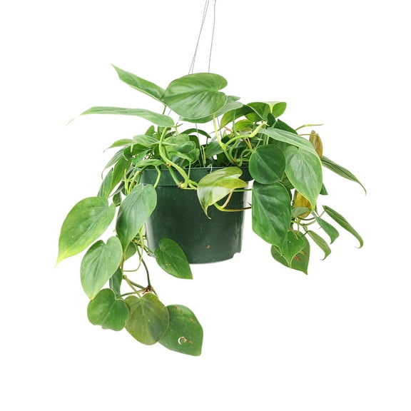 Philodendron Cordatum (8"  Plastic Pot) - Air-purifying Low Light Houseplant for Home and Office Decoration