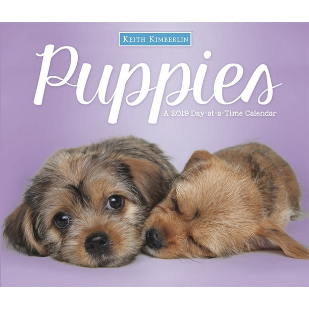 2019 Keith Kimberlin Puppies Box Calendar - Walmart.com - Walmart.com