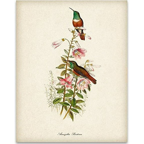 Two Hummingbirds Art Print - 11x14 Unframed Art Print - Great Home Decor and a Great Gift for Bird Watchers