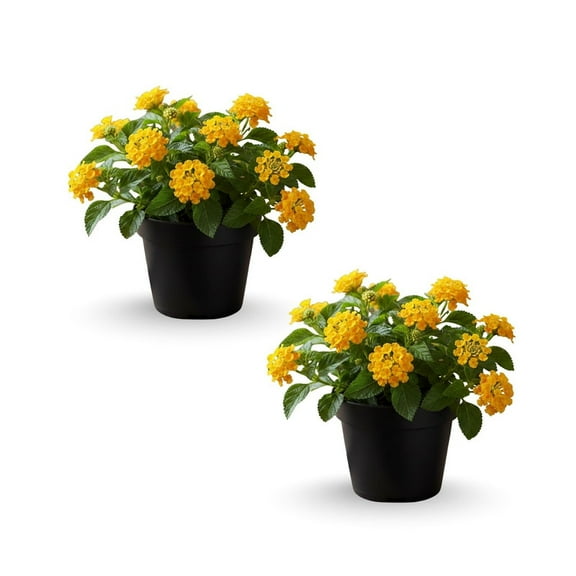 Yellow Lantana Live Plant for Outdoor Planting, Vibrant Lantana Live Tree for Garden and Patio