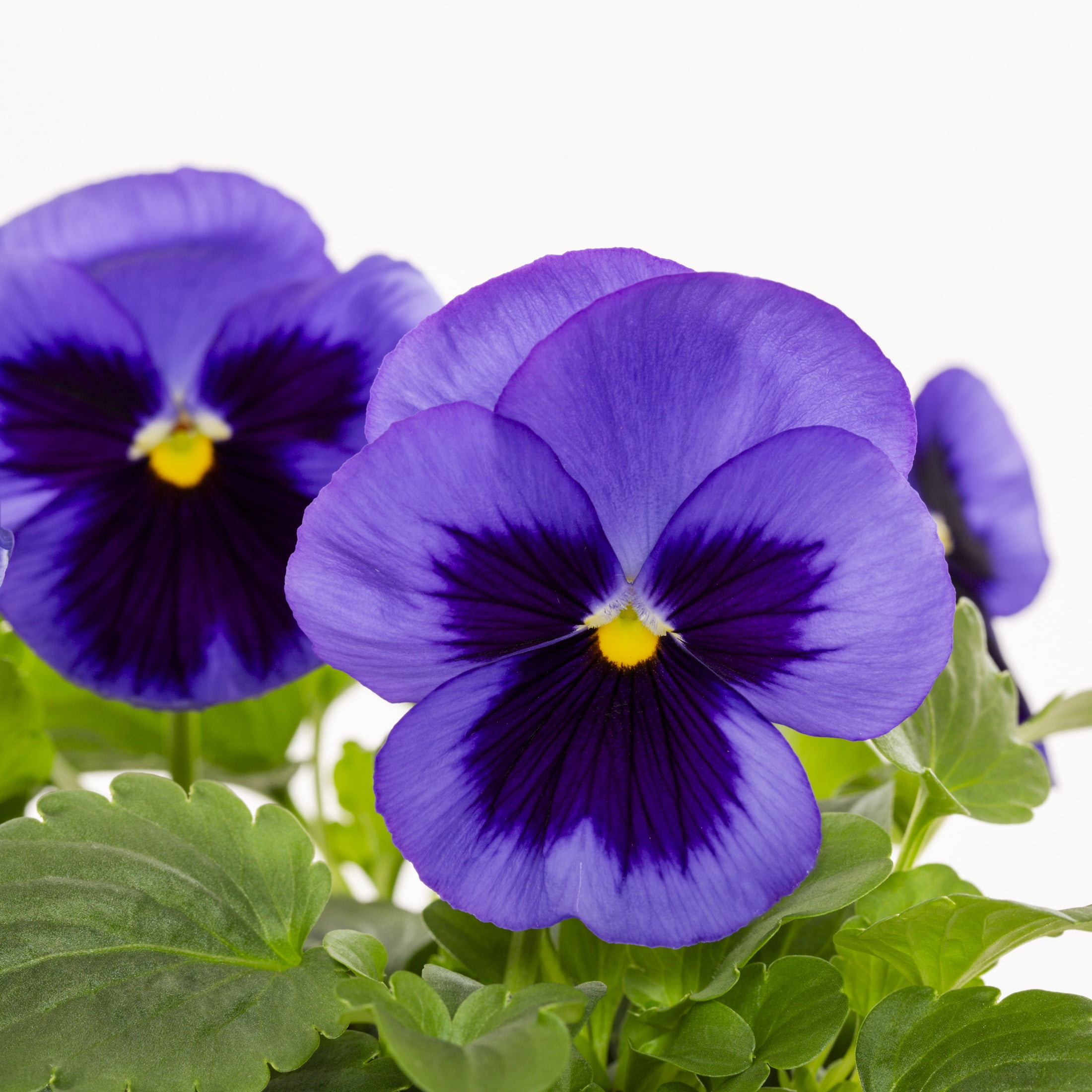 Expert Gardener PT Multicolor Pansy Live Plant Grower Pot Sun (4 Pack)