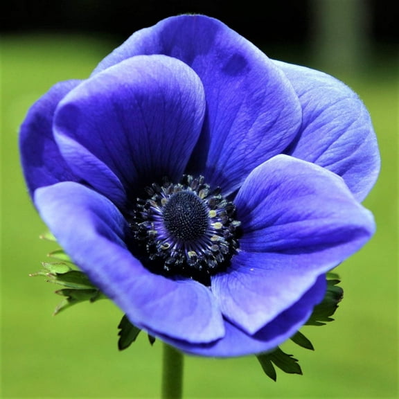 Easy to Grow Anemone Blue Poppy 20 Plant Bulbs, Spring Flowers Outdoor