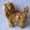 Brown, variant on Interactive Walking Robotic Dog Toy with Sound and Touch Control, Realistic Moving Plush Puppy for 3-5 Years