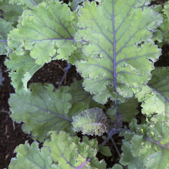 Scarlet Kale Seeds - 2 g Packet ~500 Seeds - Non-GMO - Vegetable Garden, Growing Microgreens - Brassica oleracea
