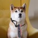 thumbnail image 5 of 1 set Fashion Pet Cat Cosplay gafas de sol mascotas de sol, 5 of 6