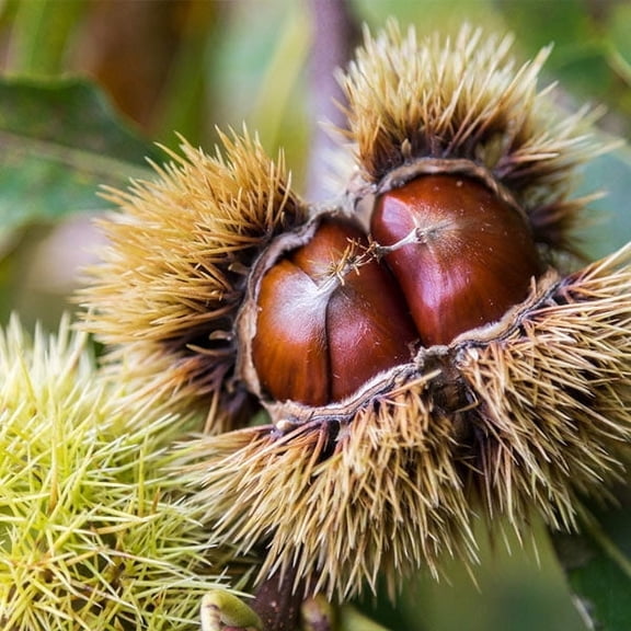 Brighter Blooms - Chinese Chestnut Tree, 5-6 ft. - No Shipping To AK, AZ, CA, HI, OR, TX, WA