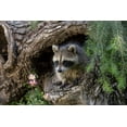 thumbnail image 2 of Jones, Adam 18x13 Black Ornate Wood Framed with Double Matting Museum Art Print Titled - North American raccoon-in hollow log-Procyon lotor-Montana, 2 of 4