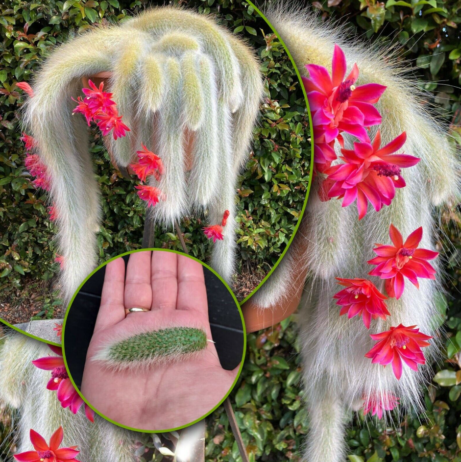 Monkey Tail Cactus Live Plants for Hanging Basket, Trailing Monkeys Tail Indoor Outdoor in 2 Inch Pot
