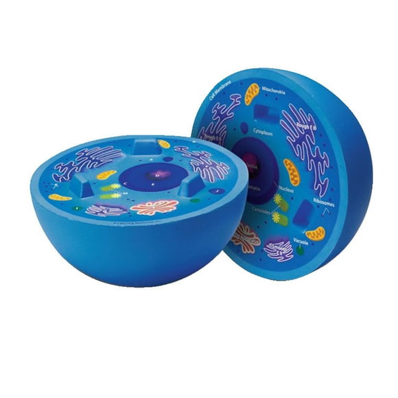 Animal Cell Models Animal Cell Models