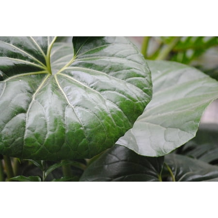 Leaf Spring Traction Bars - LAMINATED POSTER Summer Nature Plant Spring Green Natural Leaf Poster Print 24 x 36