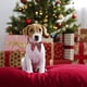 thumbnail image 4 of Collar navideño para perro con lazo, collar navideño con lazo para perro, regalo navideño para cachorro y gatito, 4 of 5