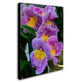 thumbnail image 3 of Trademark Fine Art "Happy Orchids" Canvas Art by Kurt Shaffer, 3 of 4