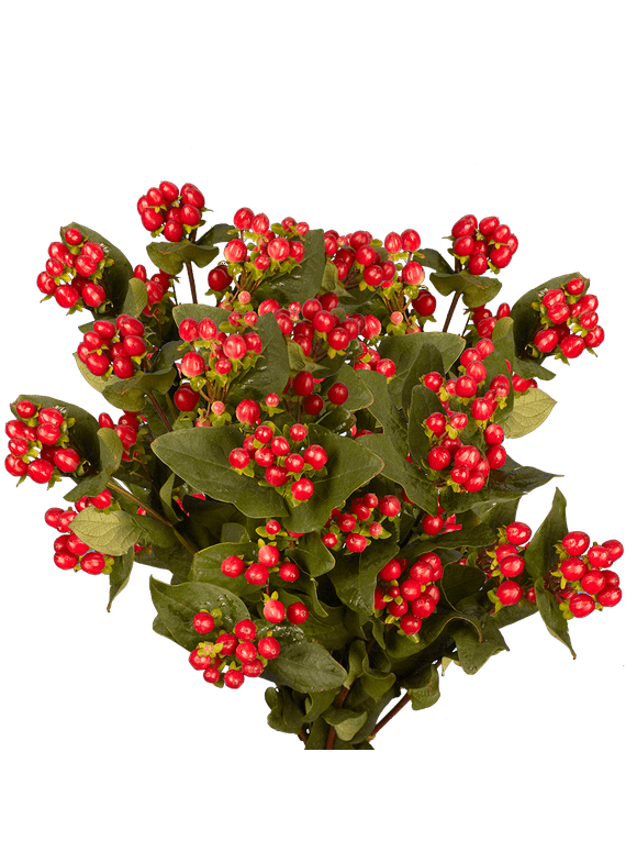 All Flowers in Flower Shop