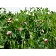 thumbnail image 6 of 50 Seeds AUSTRIAN WINTER PEA Caley Flower Pisum Sativum Ground Cover Crop Legume Seeds, 6 of 8