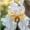 D, variant on Iris for Planting-(Non-Artificial)-Easy to Raise & Swift Sprouting, Elegant Mixed Color Blooms, Wonderful for Home Landscape, Reblooms Year After Year
