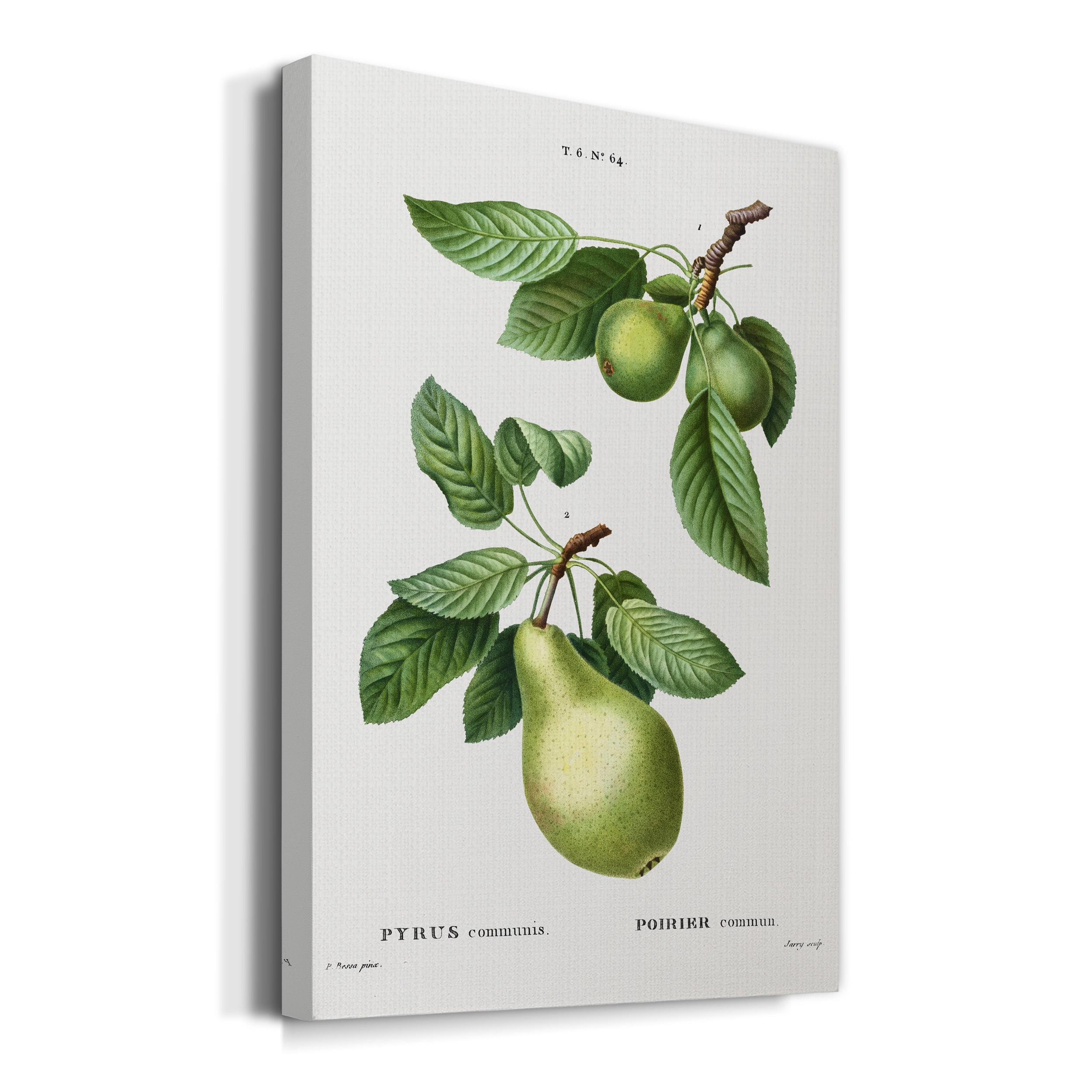 Pear, Pyrus communis from Traité des Arbres et Arbustes que l'on cultive en France en pleine terre Premium Gallery Wrapped Canvas - Ready to Hang - 12 x 18