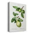 thumbnail image 2 of Pear, Pyrus communis from Traité des Arbres et Arbustes que l'on cultive en France en pleine terre Premium Gallery Wrapped Canvas - Ready to Hang - 8 x 12, 2 of 9