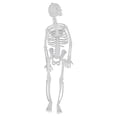 thumbnail image 1 of Body Luminous House Prop Scary Halloween Tricky Skeleton 20cm, 1 of 9