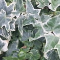 thumbnail image 6 of Ivy Plant Live Fast-growing, Potted 3-5" in Tall, Climbing Indoor Outdoor Houseplant, Easy Care Trailing Vine, Fast Growing Small Starter Plant for Home Office Décor (White Cream English Ivy), 6 of 6