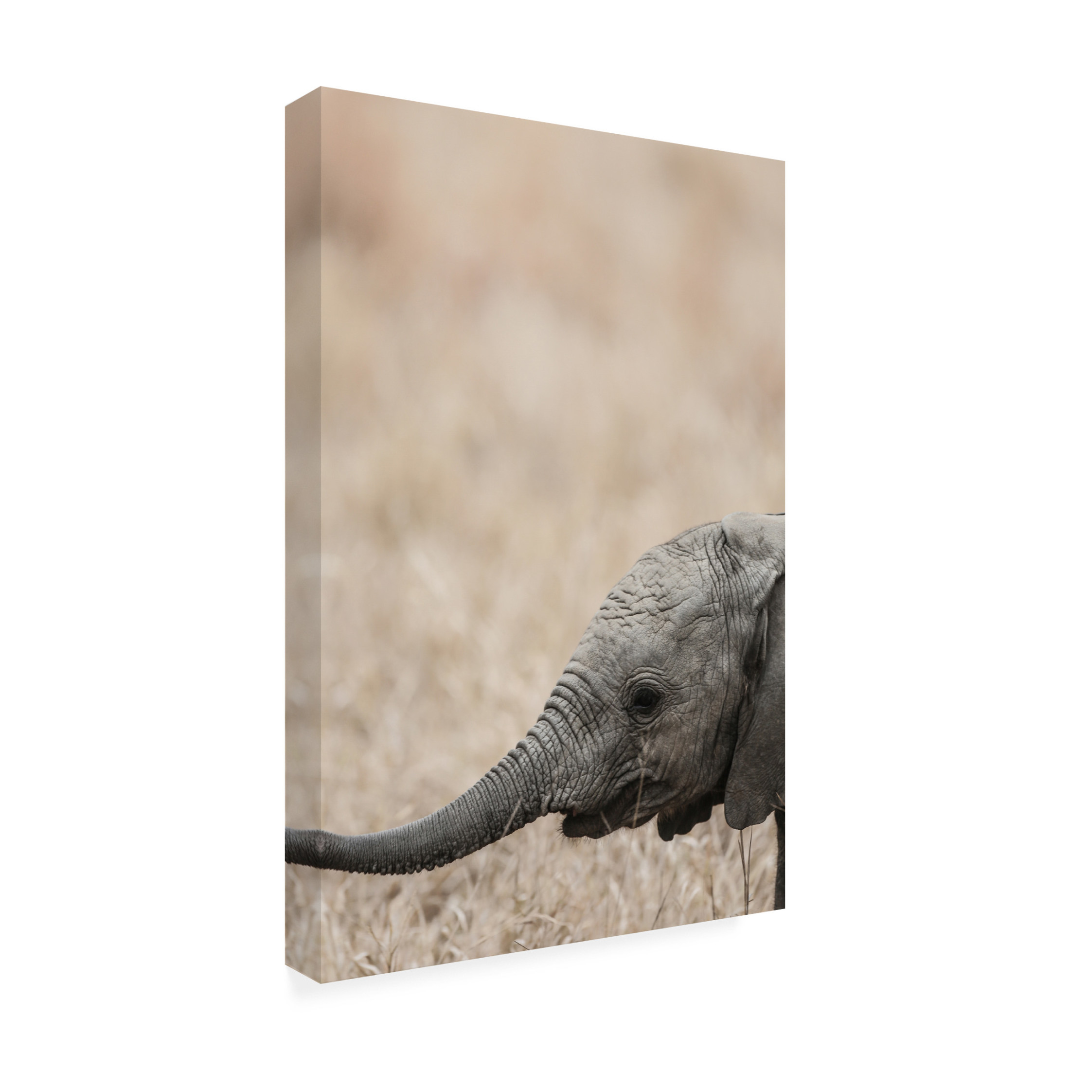 Trademark Fine Art Shot by Clint Jellybaby Canvas Wall Art