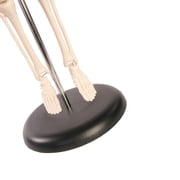 Skeleton Model，Learning Mannequin Full Body,Miniature Model, Easy to Manipulate,17 inches