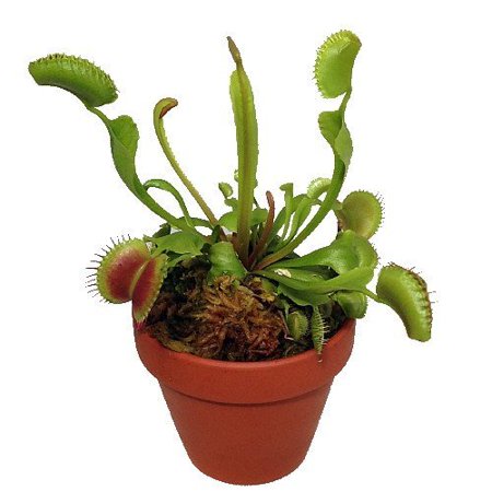 Mature Venus Flytrap Plant - CARNIVOROUS -Dionaea-4